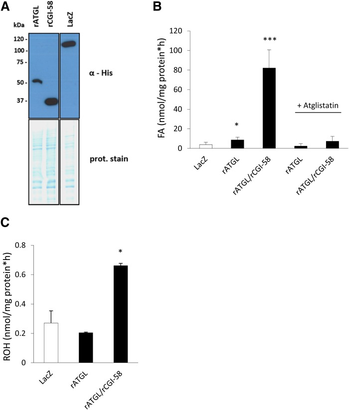 Fig. 4.