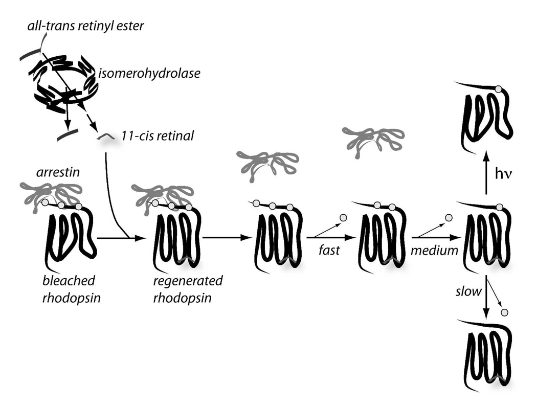 Fig. 9