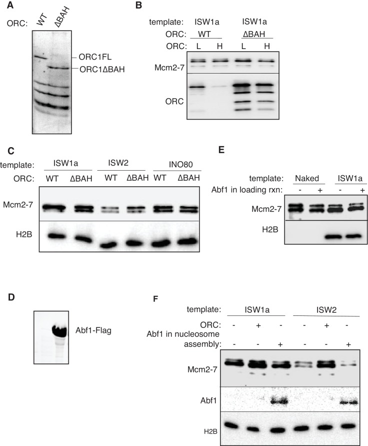 Figure 2—figure supplement 2.