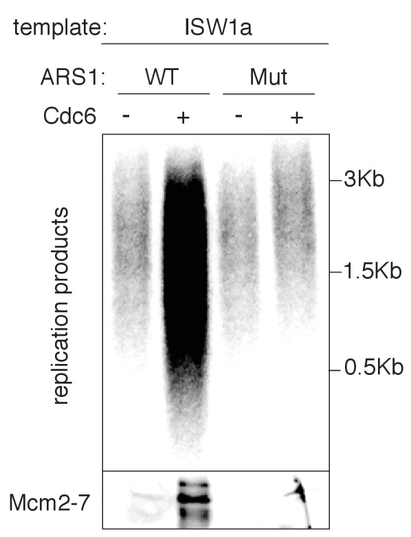 Figure 3—figure supplement 1.