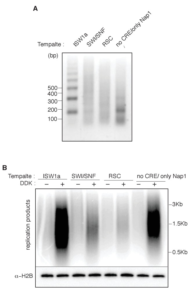 Figure 4—figure supplement 2.