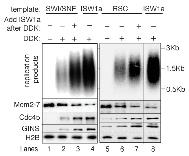 Figure 5—figure supplement 4.