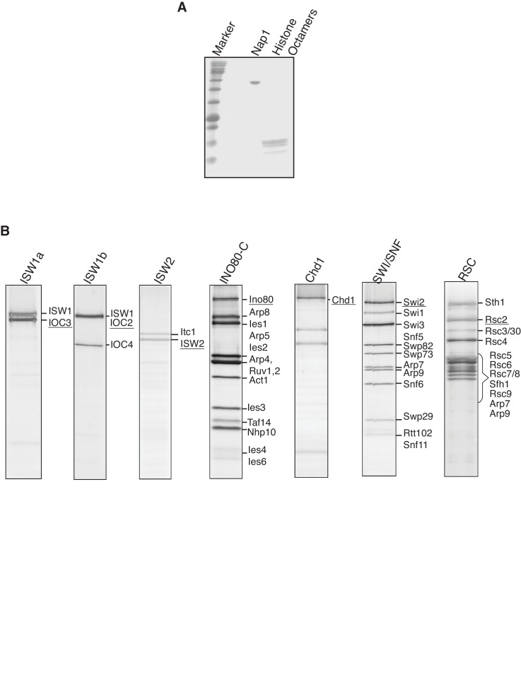 Figure 1—figure supplement 1.