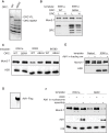Figure 2—figure supplement 2.