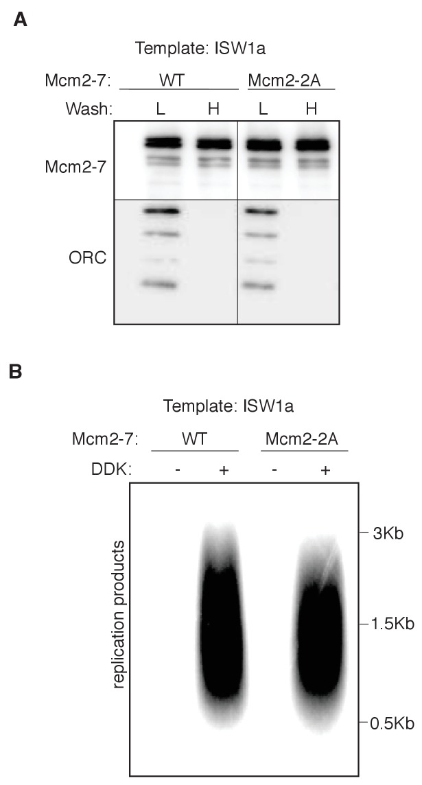 Figure 5—figure supplement 3.