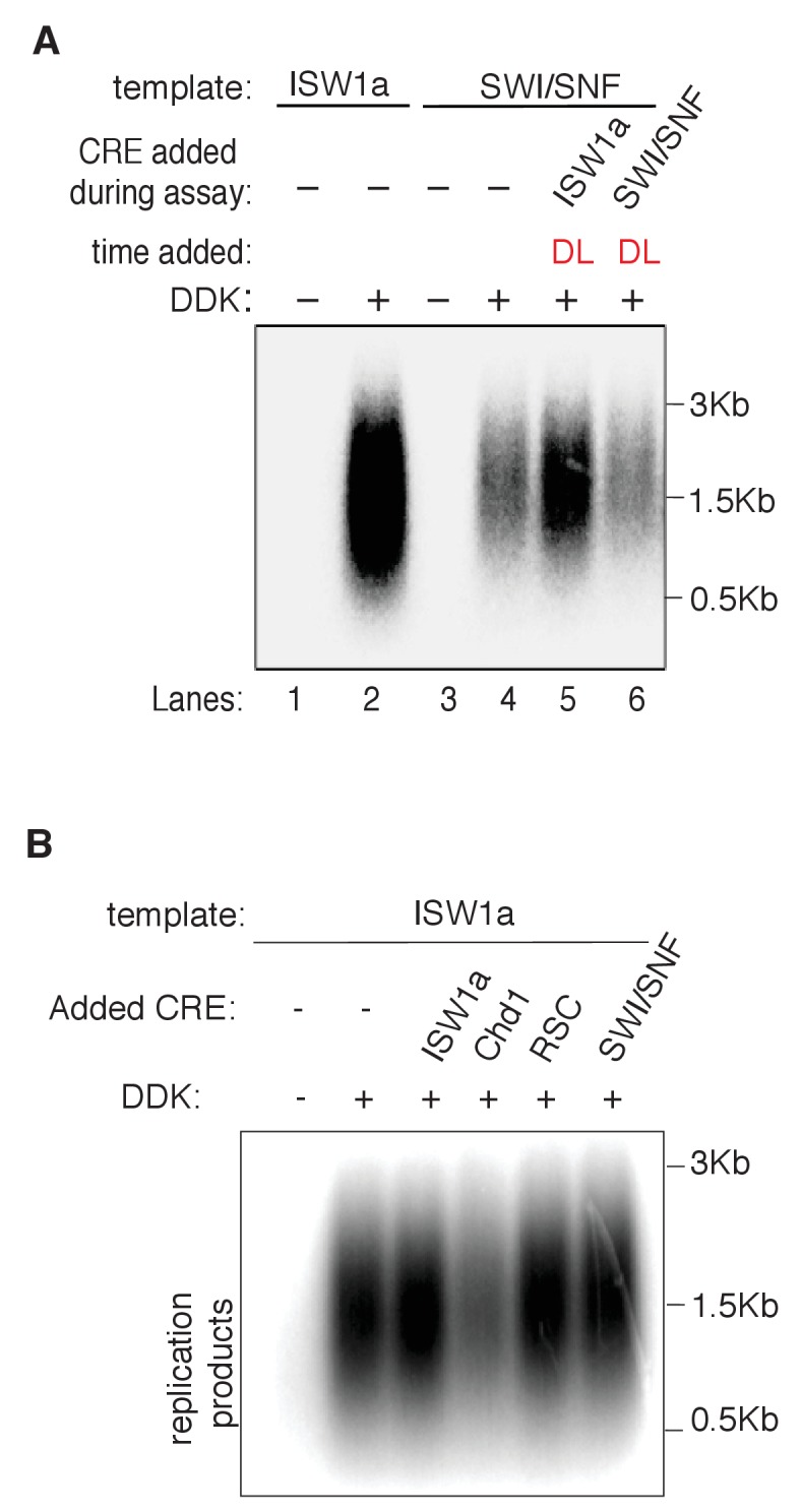 Figure 5—figure supplement 1.