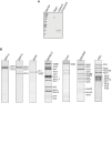 Figure 1—figure supplement 1.