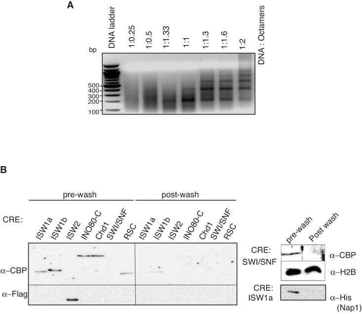 Figure 1—figure supplement 2.