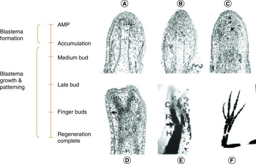 Figure 2. 