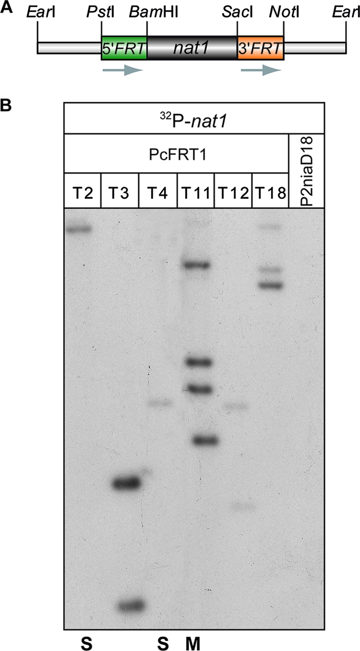 FIG. 1.