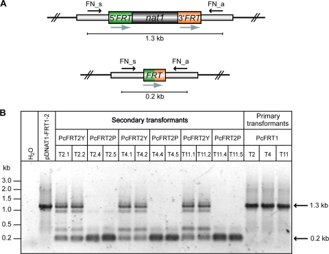 FIG. 2.