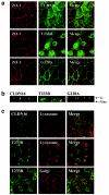 Figure  4