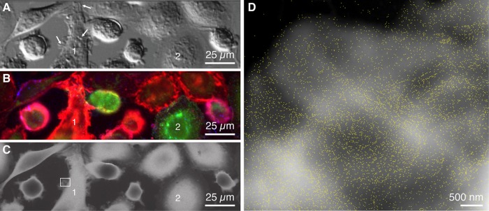 FIGURE 3: