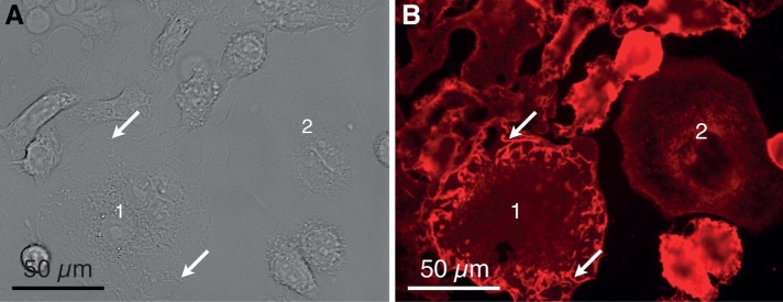 FIGURE 2: