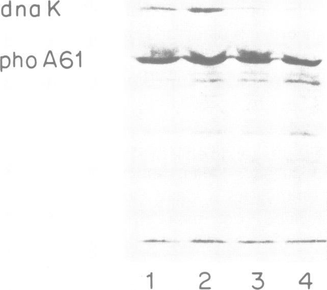 graphic file with name emboj00086-0082-a.jpg