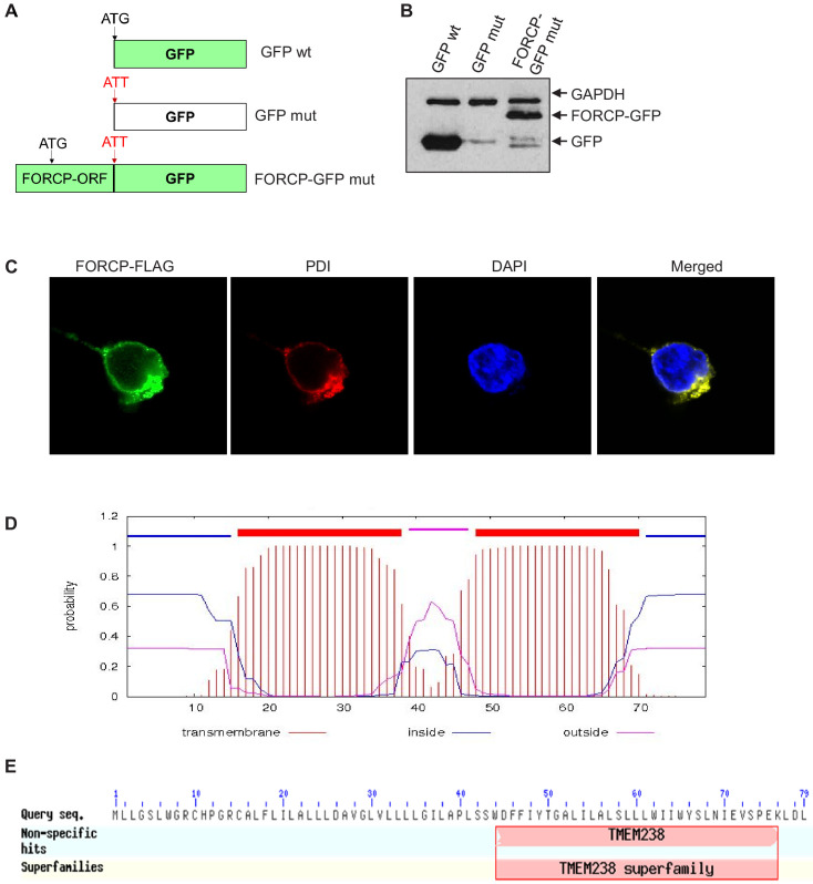 Figure 3—figure supplement 1.