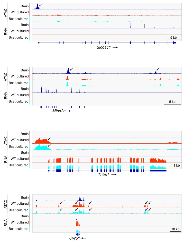 Figure 3—figure supplement 2.