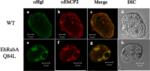 FIG. 7.