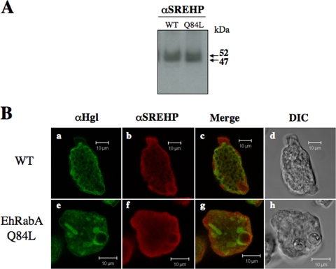 FIG. 8.