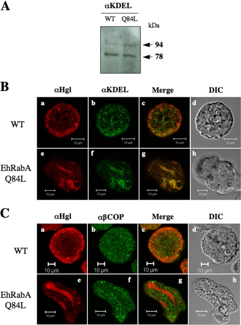 FIG. 6.