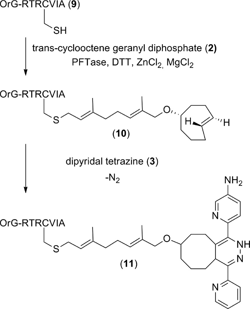 Scheme 2