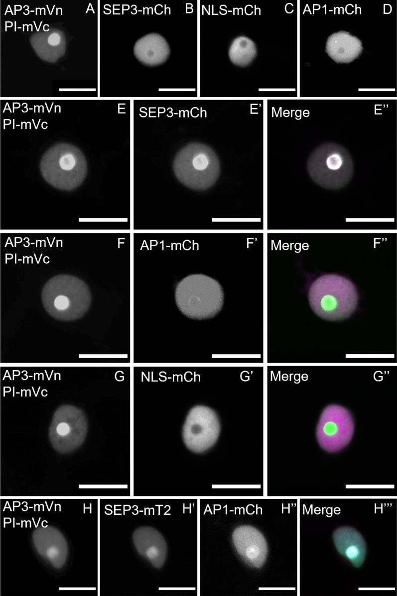 Fig. 10