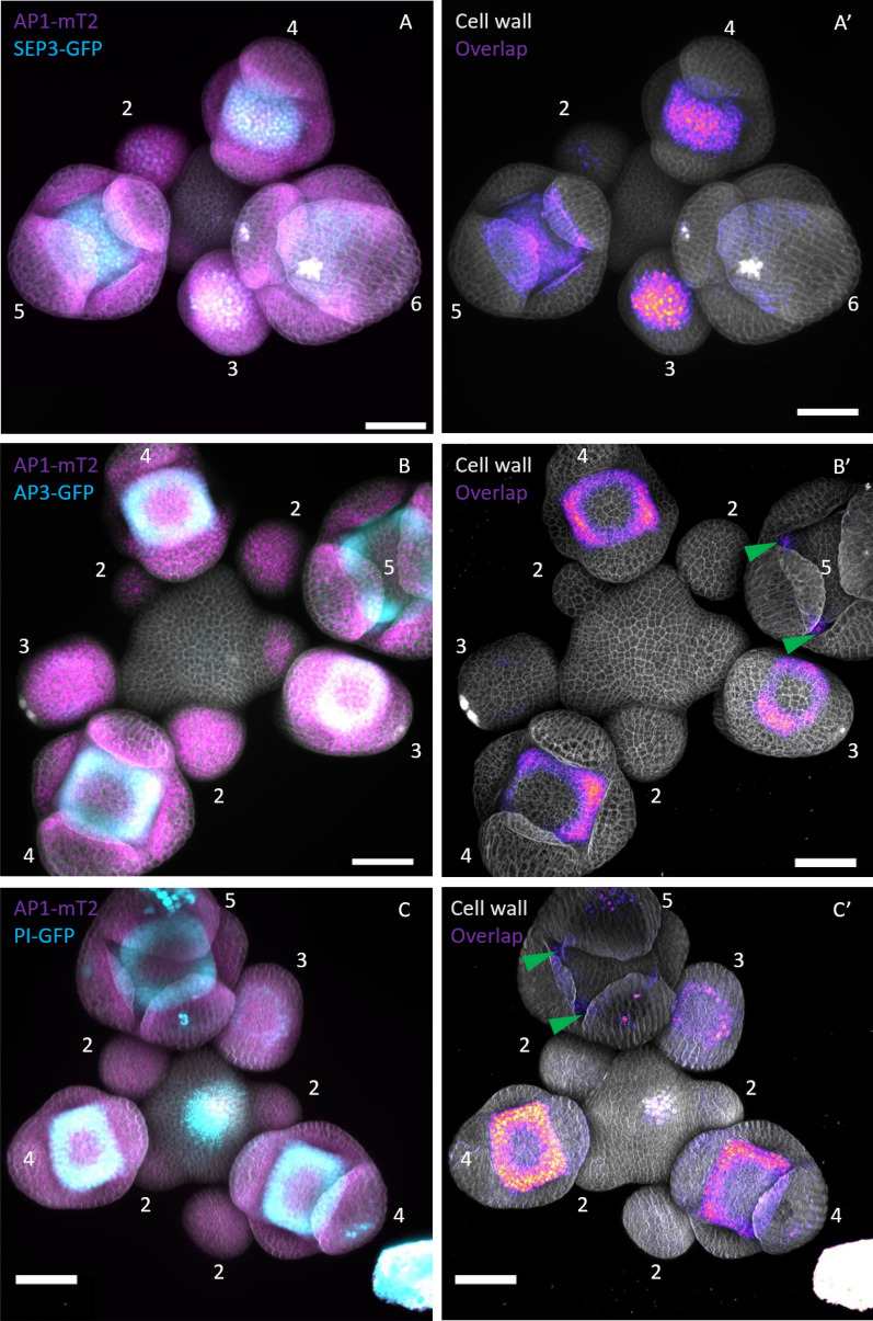 Fig. 12