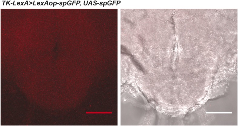 Figure 5—figure supplement 3.