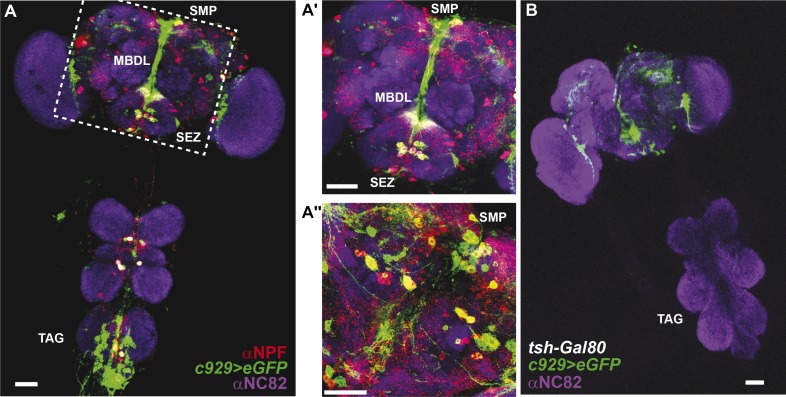 Figure 4—figure supplement 2.