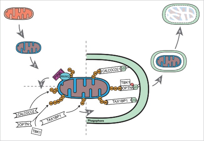 Figure 1.