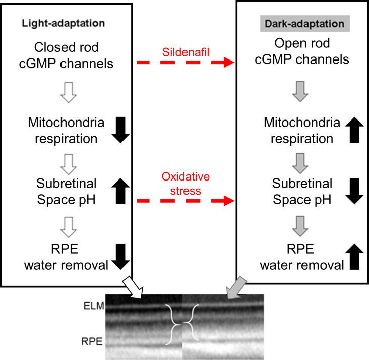 Fig 10