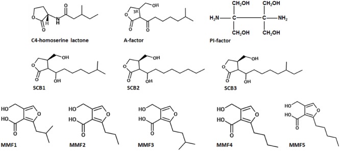 FIGURE 3