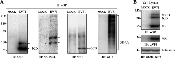 FIG 1