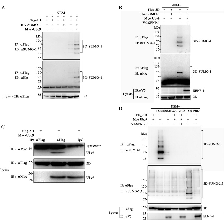 FIG 2