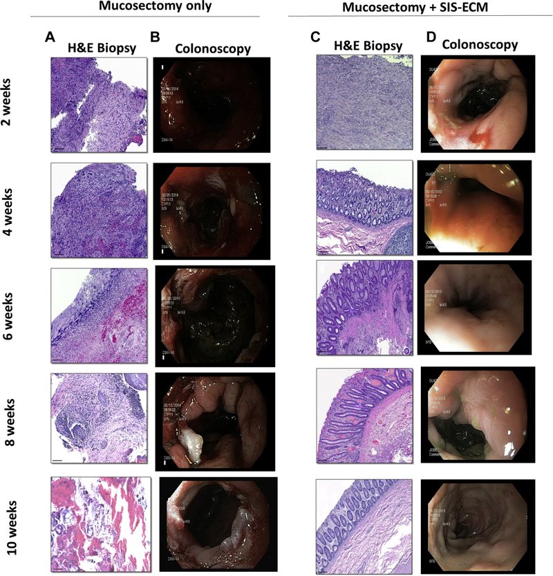 Fig. 2 –