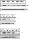 FIG. 7