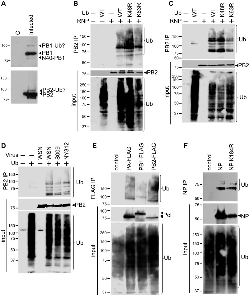 FIG 1