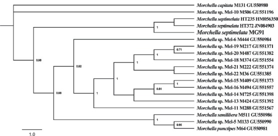 Fig. 9.