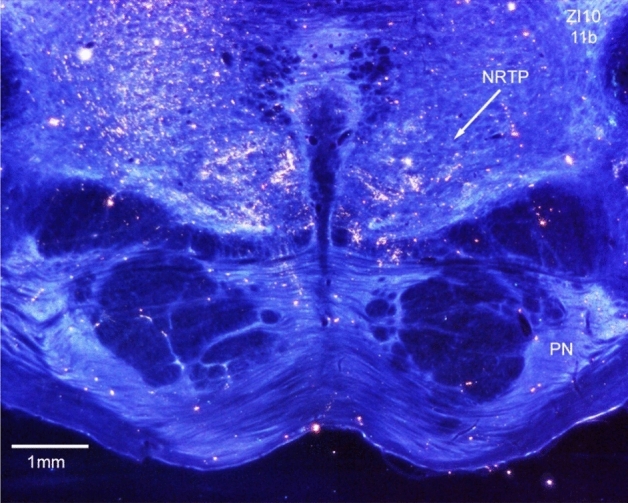 Fig. 8