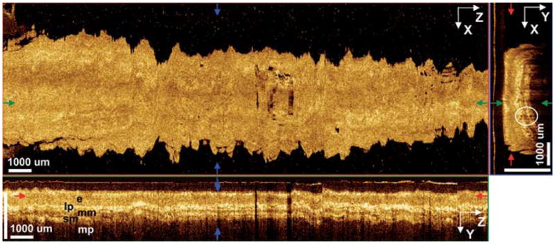 Fig. 2