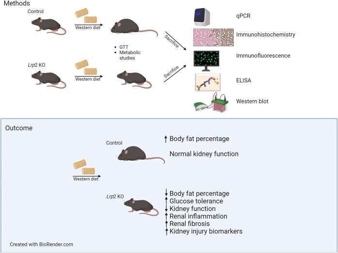 Graphical Abstract