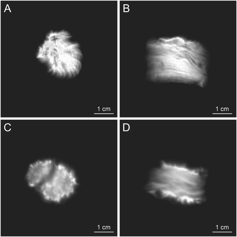 Fig. 3