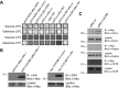 Figure 1.