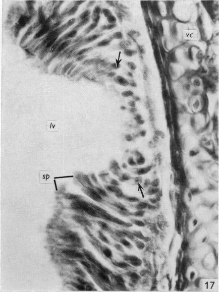 Fig. 17