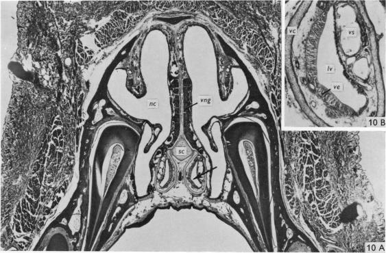 Fig. 10