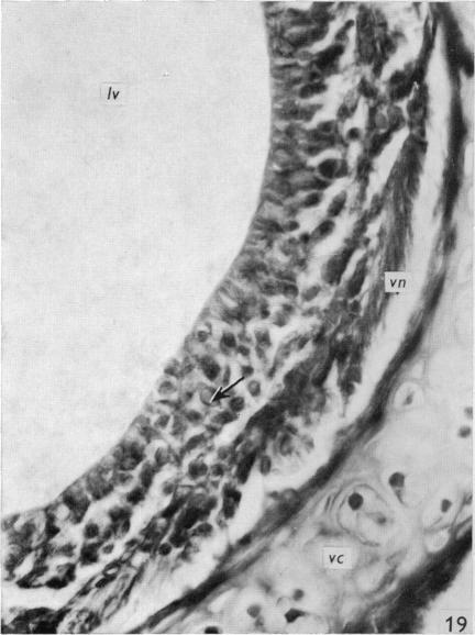 Fig. 19