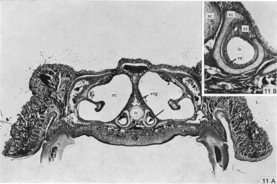 Fig. 11