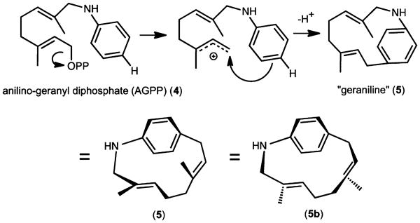 Scheme 2