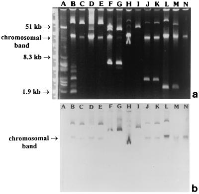 FIG. 2.