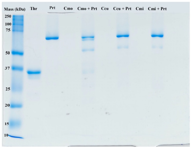 Figure 12